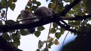 Baby owls get a visit from mom