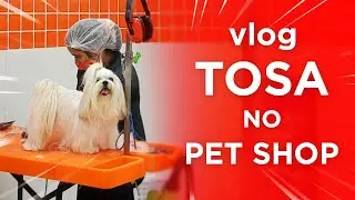 Tosei minha Shih Tzu Cocada! VLOG       #shihtzu