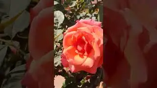 #amrit udhyan #rashtrapati #love #bollywood #hindi #song #nature #flowers #rose #mksir97 #mysweet