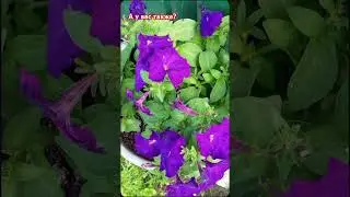#цветочнаязависимость #рекомендации #красота #лето #цветы