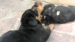 MarkxCharliesAngelPups 031411