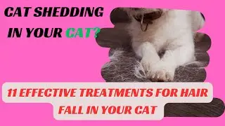 11 Effective Ways to Treat Excessive Shedding in Cats | Pet Care Tips