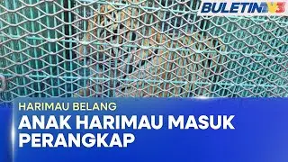 HARIMAU BELANG | Anak Harimau Masuk Perangkap Di Bukit Kinding