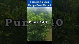 ID:194/8 The Mango Cashew farm 3 acre for sale in mahad Raigad in 45 Lacs