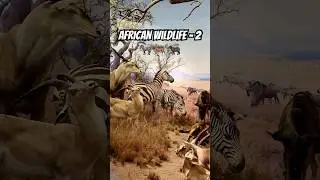 African wild life-2 🦌🐃🦓| #wildlife #africa #travel #museum #zebra #giraffe #nature #save #history