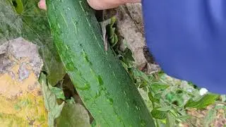 Harvesting Sponge Gourd from vegetable garden