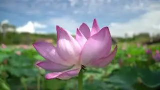 the most beautiful lotus flower with relaxing music