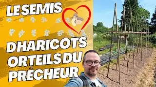 Le Semis d'Haricots Secs 