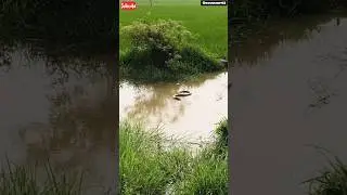 জমিনের ধারে জলাশয়ে কোবরা সাপের রহস্যময় মৃত্যু 🐍💧 | Cobra Snake Death Near Pond #shorts #vlog