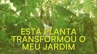 De Solo Morto a Jardim Vivo: O Poder do Margarid&atilde;o