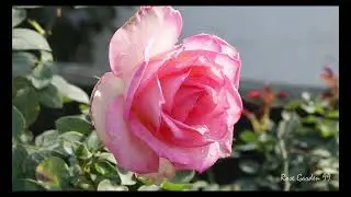 Most Beautiful Roses || Hybrid Tea Rose || Photography || Relaxing Music #flower #rose #htrose