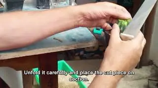 Grafting Cactus Digitostigma caput-medusae scions