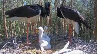Must-toonekurg: ciconia nigra: Karl arrives, the chicks are defending. 11.06.22