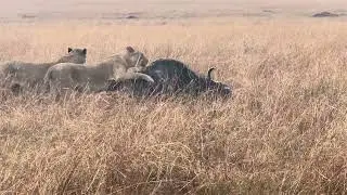 Lion vs Buffalo ( Maasai Mara ) THE FULL KILL