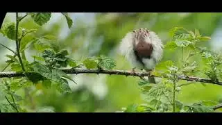 Tree sparrow bempton cliffs rspb