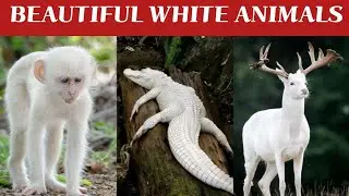 Top 10 Most Unique Animals in The world | White Beautiful Animals