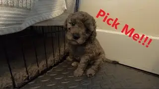 Picking our Mini Goldendoodle!!!