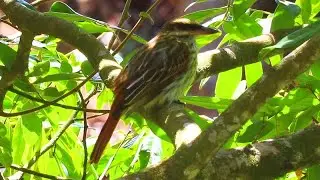 Streaked Flycatcher (Myiodynastes maculatus) -  An amazing acrobatic flyer when catching insects.