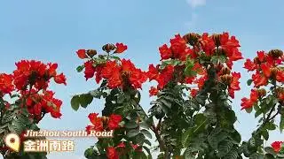Phoenix flowers bloom, lighting up the summer. Fuzhou's flamboyant trees are in full swing