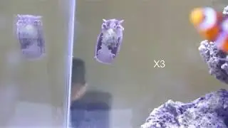 Rose petal bubble snail (Hydatina physis)