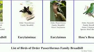 List of Birds of Order Passeriformes Family Broadbill Dusky Hose Corydon Visayan Migration Spring