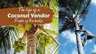 Coconut Vendor, The risk and dangers - Life as a Coconut Vendor