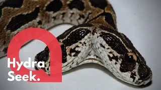 Bizarre video of a rare two-headed SNAKE 🐍 | SWNS