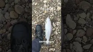Сима 2024 #сахалин #рыбалка #туризм #fishing #сима #рыба