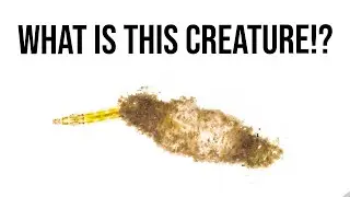 The Bizarre Creature in your pond