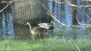 Canard colvert