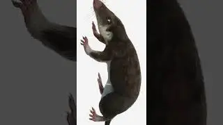 Brasilodon, mamalia paling pertama sepanjang sejarah sains.