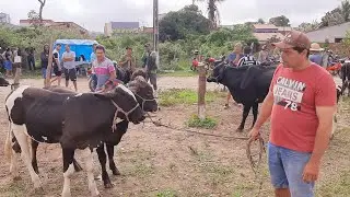 FEIRA DO GADO IBIAPINA CEARÁ 01/02/26