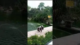 Hamzah dan Harlan dan kia ke kebun binatang ragunan part 1