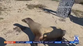 21 sea lions found dead on O.C. coast