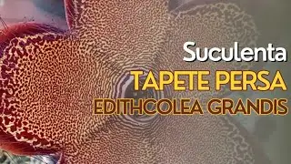 Flor da Suculenta TAPETE PERSA - Edithcolea Grandis.
