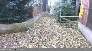 Trap Camera Captures Farms Cat (Felis catus) On 12 October 2025
