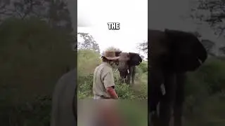 When an Elephant Approaches a Fearless Man! 🤯😎  #animals #viral  #elephant