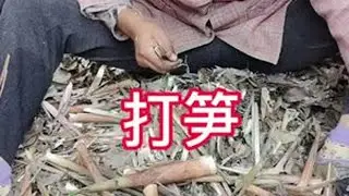 要打笋的不要来了，今天几坡人打笋，竹林都给我们踩平了。#农村生活 #竹笋 #勤劳致富靠双手 #原创视频
