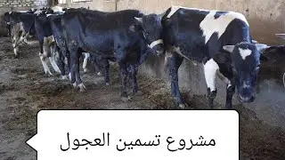 تسمين العجول (تركيبات اعلاف  ١٨% بروتين أوزان من 100ل 200ك )