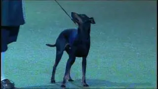 Vulnerable Breeds Parade 2008 - Manchester Terrier