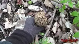 Ohio Morel Mushroom Hunting April 2012