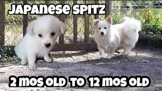 Japanese Spitz Dog | Orion the Spitz | From 2 mos old to 1 year old dog journey