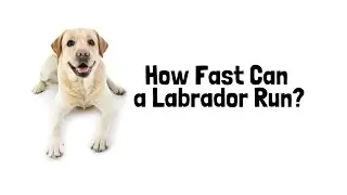 How Fast Can a Labrador Run?