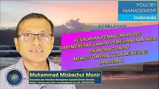 KESALAHAN PENANGANAN DOC MULAI DARI HATCHERY DAPAT MEMICU OMPHALITIS, KAKI KERING DAN LEMAS