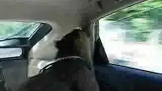 Caplin Rous Goes for a Drive