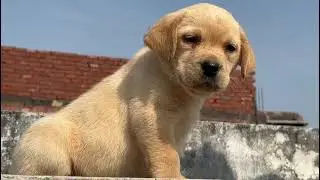 Labrador retriever puppies are available for sale in Delhi NCR ￼ Call - 7289814032