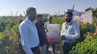 DeHaat Polimix 5 Results in Tomato Plant