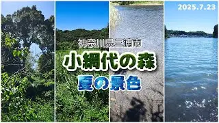 小網代の森・夏の景色 2025｜野鳥とセミの鳴き声！BGM無し。（神奈川県三浦市）