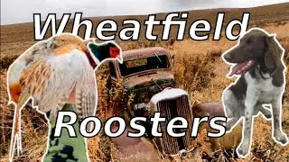 Pheasant Hunting w/ Small Munsterlander, Brittany Eastern Washington 2