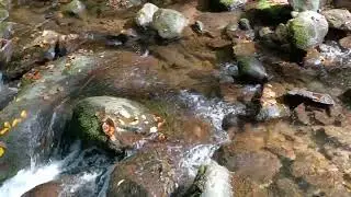 Fall 2025 Roaring Fork Mountain Stream